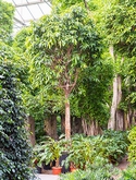 Ficus amstel king Stam 550 cm