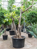 Ficus benghalensis Vertakt 300 cm