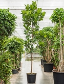 Ficus lyrata (400-450) Stam 425 cm