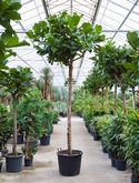 Ficus lyrata Stam 400 cm