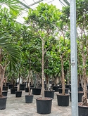 Ficus lyrata Stam 550 cm