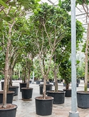 Ficus lyrata Stam 550 cm