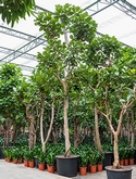 Ficus lyrata Stam 675 cm