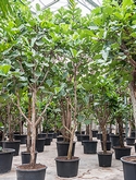 Ficus lyrata Stam vertakt 450 cm