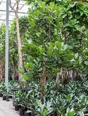 Ficus lyrata Stam vertakt 475 cm