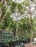 Ficus lyrata Stam vertakt 550 cm