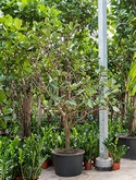 Ficus lyrata Vertakt 400 cm