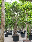 Ficus lyrata Vertakt 475 cm