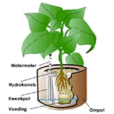 Uitrusting chocola Merchandiser Plantenbakken en planten - Plantenbakken Planten