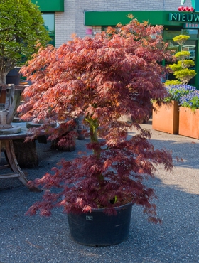 Acer palmatum dissectum Stam vertakt 200 cm