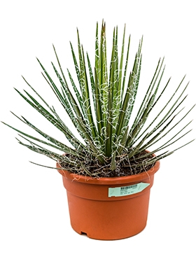 Agave filifera Groen 50 cm