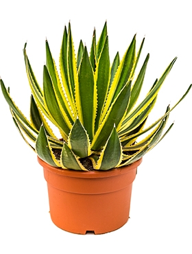Agave lopantha Groen|geel 50 cm