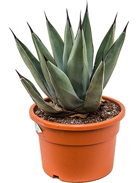 Agave nigra Grijs 50 cm