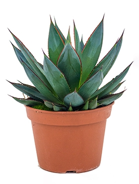 Agave shaka zulu Groen 25 cm