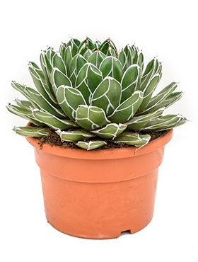 Agave victoria reginae Groen 40 cm