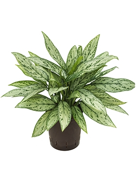 Aglaonema Silver Queen Toef 45 cm