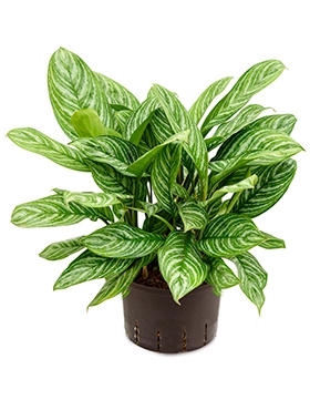 Aglaonema Stripes Toef 70 cm
