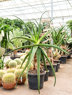 Aloe alooides Stam 160 cm