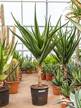 Aloe bainesii (barberae) Stam vertakt 180 cm