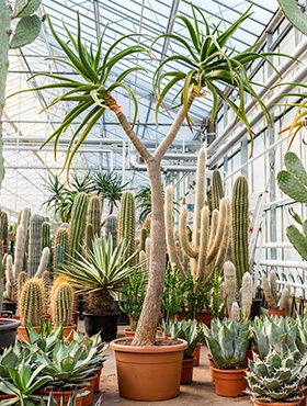 Aloe bainesii (barberae) Stam vertakt 250 cm