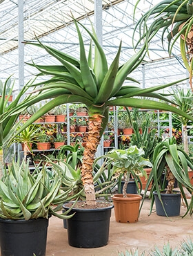 Aloe golia Bush 200 cm