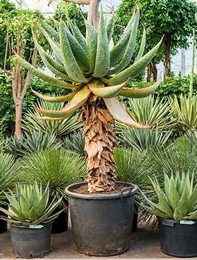 Aloe marlothii Stam 180 cm