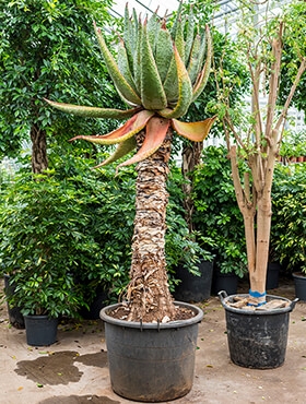 Aloe marlothii Stam 225 cm
