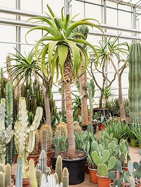 Aloe traski Stam 225 cm