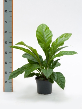 Anthurium jungle bush Bush 50 cm