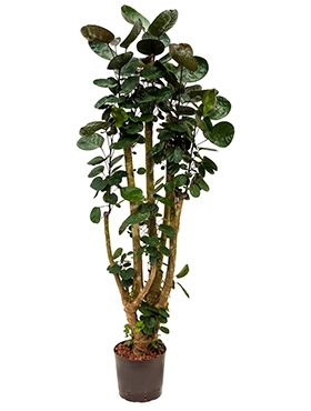 Aralia (polyscias) fabian Vertakt 135 cm