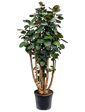 Aralia (polyscias) fabian Vertakt 155 cm
