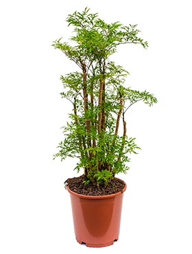 Aralia (polyscias) ming Vertakt 80 cm
