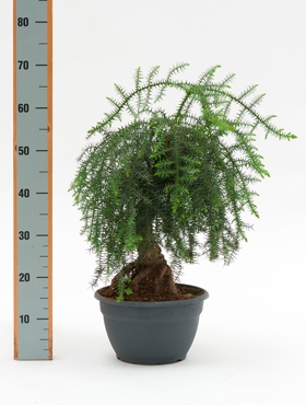 Araucaria cunninghamii Bonsai (60-70) 65 cm