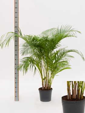 Areca (chrysalidoc.) lutescens Bush 140 cm