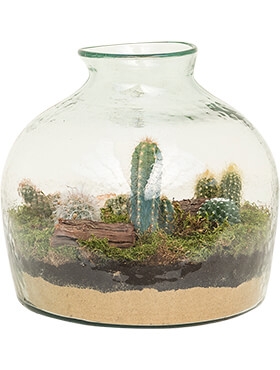 Arrangement cacteeËn Cactus arrangement in glas 35 cm
