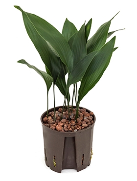 Aspidistra elatior Toef 40 cm