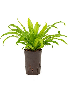 Asplenium antiquum 35 cm