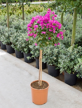 Bougainvillea elisabeth Stam 150 cm
