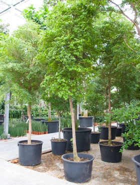 Bucida  buceras shady lady Stam (425-475) 475 cm