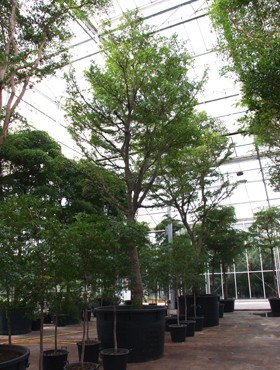 Bucida  buceras shady lady Stam 800 cm