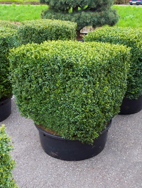 Buxus sempervirens Kubus 100|100|80 120 cm