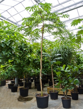 Cecropia obtusifolia Stam 475 cm