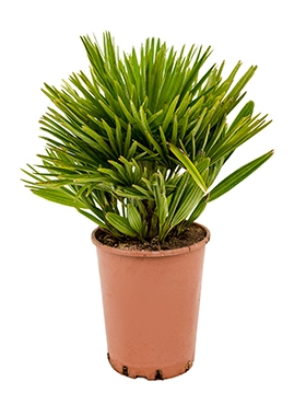 Chamaerops humilis compacta Bush 60 cm