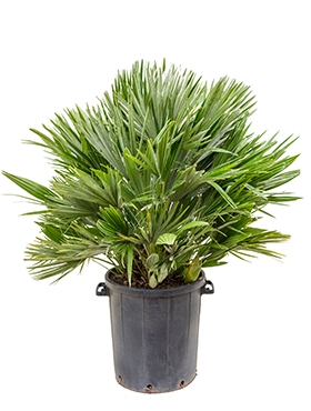 Chamaerops vulcano Bush 100 cm