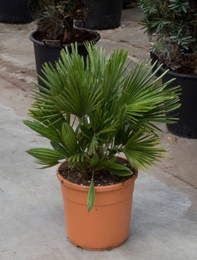 Chamaerops vulcano Bush (70-90) 80 cm