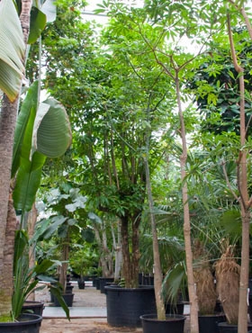 Citharexylum spinosum Stam vertakt 900 cm