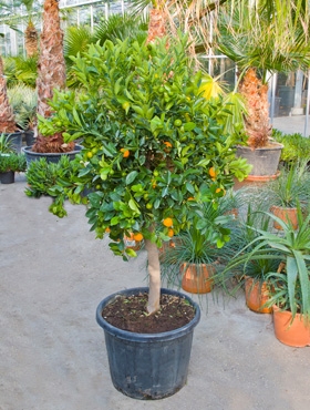 Citrus calamondin Stam 180 cm
