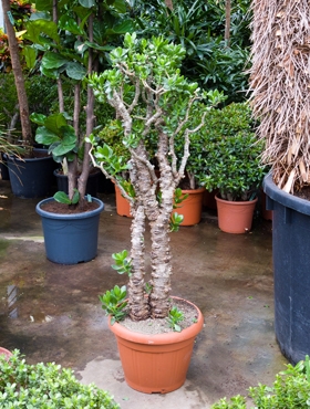 Crassula ovata Bush (140-160) 160 cm