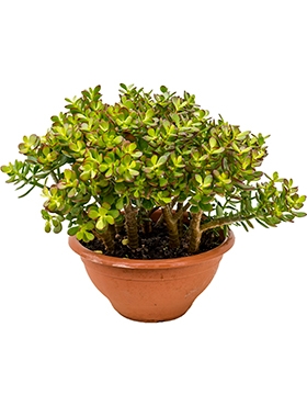 Crassula ovata minor Bush 45 cm