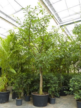 Crescentia cujete Stam vertakt 550 cm